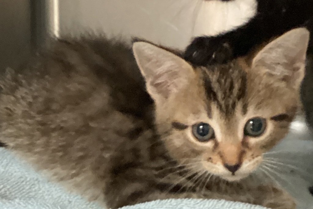 Shelter Stray Female Cat last seen Gunnette Drive, RALEIGH, NC, 27610, Raleigh, NC 27610