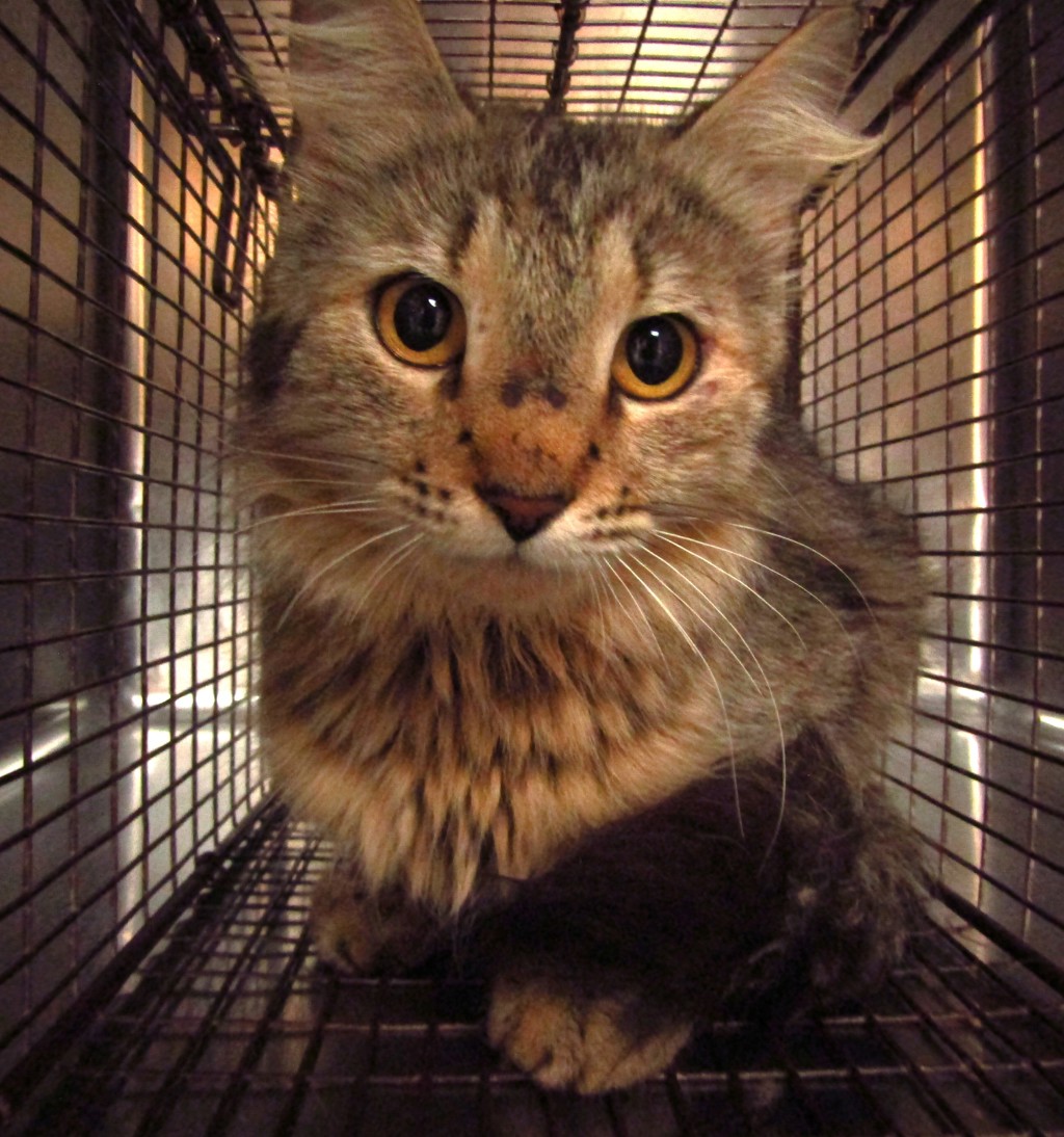 Shelter Stray Unknown Cat last seen Near Grandover, RALEIGH, NC, 27610, Raleigh, NC 27610