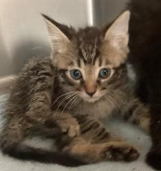 Shelter Stray Male Cat last seen Gunnette Drive, RALEIGH, NC, 27610, Raleigh, NC 27610