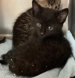Shelter Stray Male Cat last seen Gunnette Drive, RALEIGH, NC, 27610, Raleigh, NC 27610