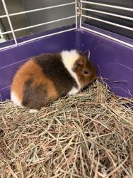 Shelter Stray Male Other last seen MIDLOTHIAN, VA, 23112, Chesterfield, VA 23832
