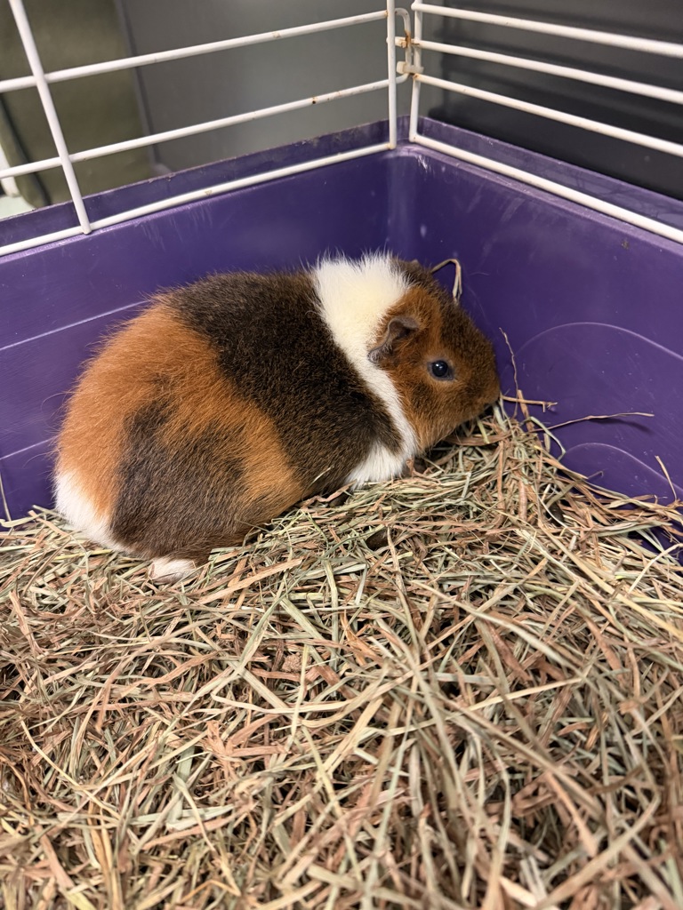 Shelter Stray Male Other last seen MIDLOTHIAN, VA, 23112, Chesterfield, VA 23832