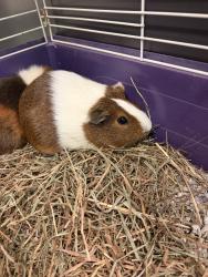 Shelter Stray Female Other last seen MIDLOTHIAN, VA, 23112, Chesterfield, VA 23832