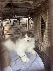 Shelter Stray Female Cat last seen Near Berkett Drive, AUSTIN, TX, 78745, Austin, TX 78702