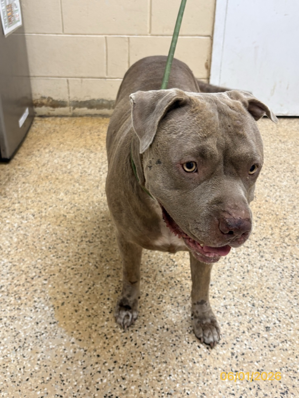Shelter Stray Female Dog last seen FL, Melbourne, FL 32934