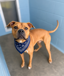 Shelter Stray Male Dog last seen Near Marigny Circle, DUSON, LA, 70529, 410 Dugas Rd, Lafayette, LA 70507, USA