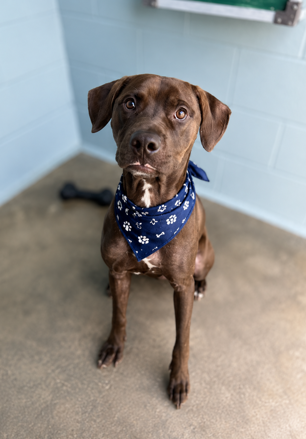 Shelter Stray Male Dog last seen Near La Rue Barritz, DUSON, LA, 70529, 410 Dugas Rd, Lafayette, LA 70507, USA