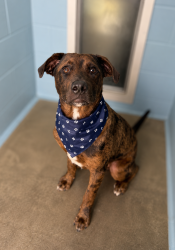 Shelter Stray Male Dog last seen Near Longfellow Drive, LAFAYETTE, LA, 70503, Lafayette, LA 70507