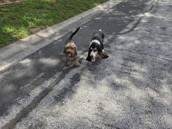 Reunited Male Dog last seen Lakeview drive 33618, Tampa, FL 33618