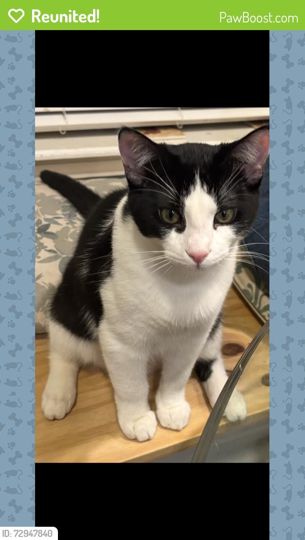 Reunited Male Cat last seen Wurzbach and Vance Jackson, San Antonio, TX 78230