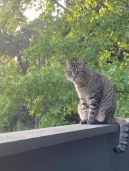 Lost Female Cat last seen Sixth street and Windsor , Roseville, CA 95678