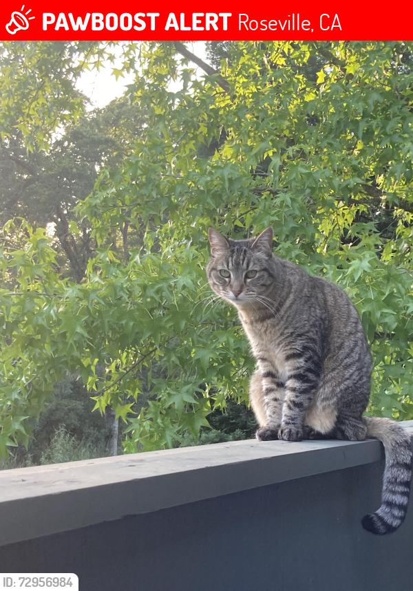 Lost Female Cat last seen Sixth street and Windsor , Roseville, CA 95678
