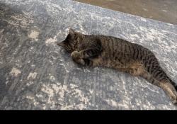 Lost Female Cat last seen Walgreens Lebanon , Lebanon, OH 45036