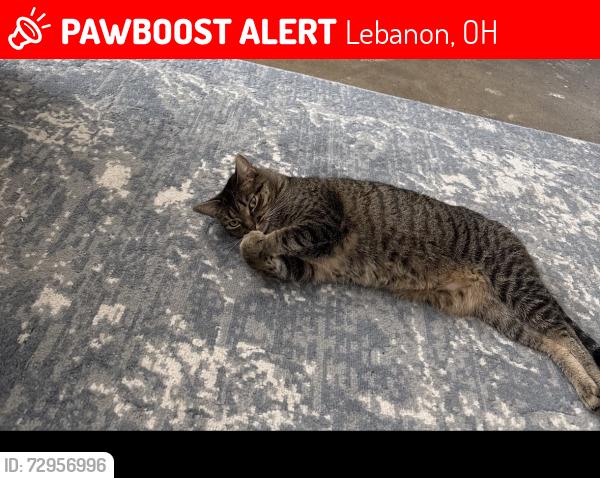 Lost Female Cat last seen Walgreens Lebanon , Lebanon, OH 45036