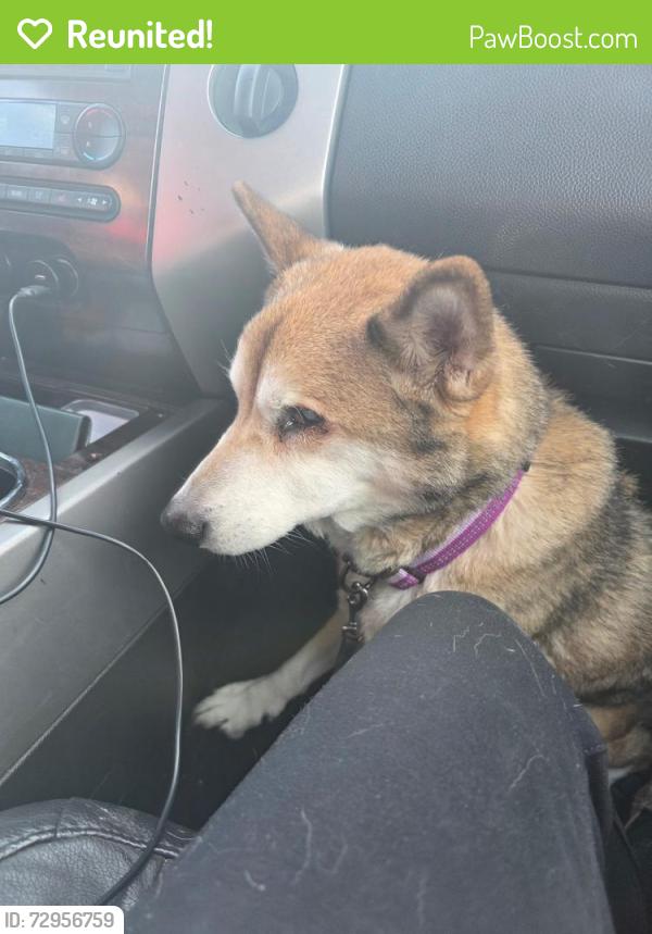Reunited Male Dog last seen Old gales Harley davidson, Grandview, MO 64030