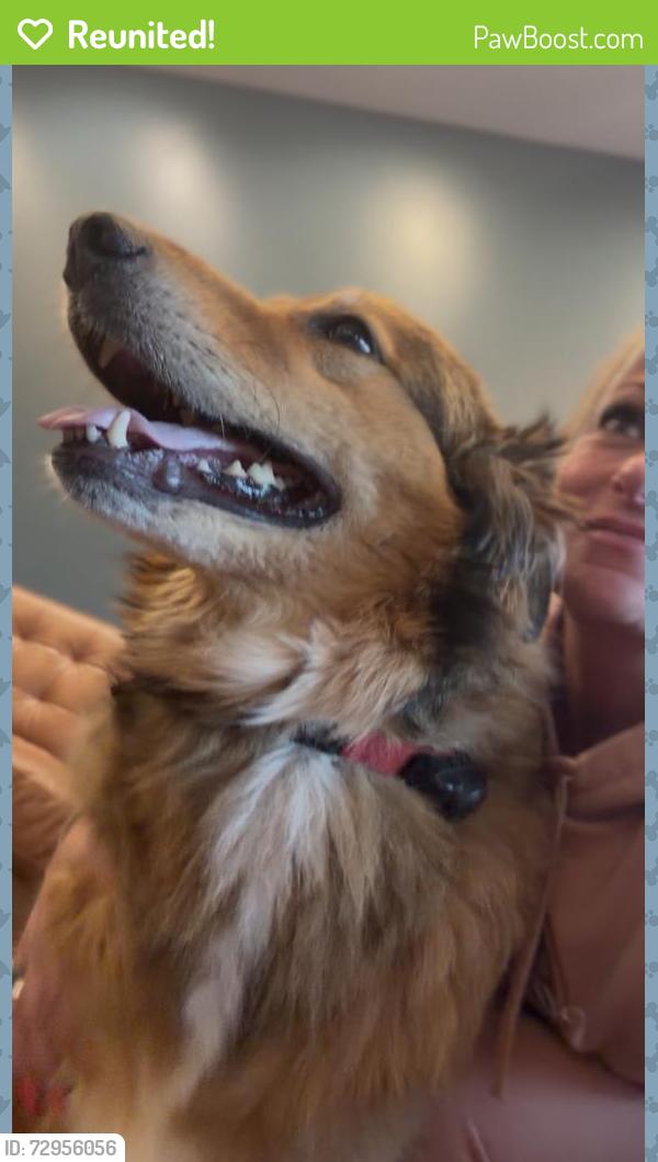 Reunited Unknown Dog last seen Near NW Thompson rd , Portland, OR 97229