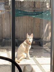 Reunited Female Dog last seen Badgers Hills, San Antonio, TX 78238