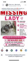 Lost Female Dog last seen 3th and whttier, Los Angeles, CA 90022