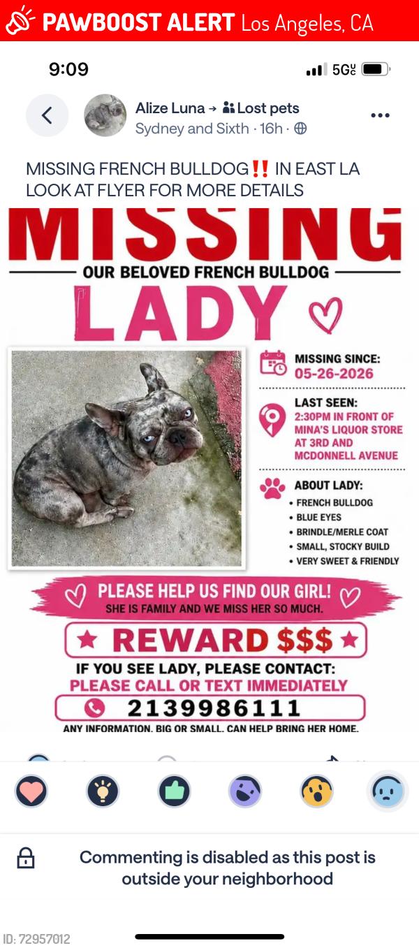 Lost Female Dog last seen 3th and whttier, Los Angeles, CA 90022