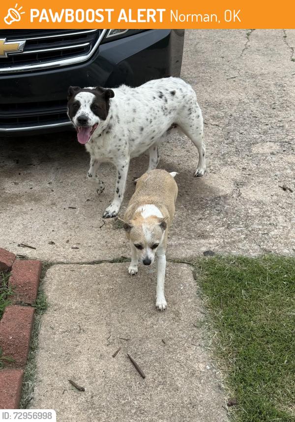 Found/Stray Unknown Dog last seen Lexington Crossings, Norman, OK 73069