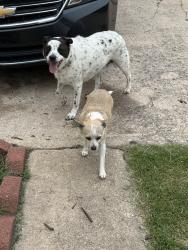 Found/Stray Unknown Dog last seen Lexington Crossings , Norman, OK 73069