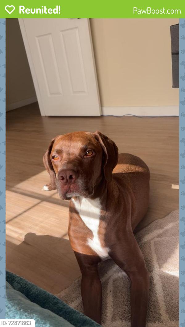 Reunited Male Dog last seen San Filipo and Wakefield , Palm Bay, FL 32909