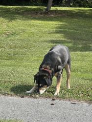 Found/Stray Male Dog last seen Arboretum , Greensboro, NC 27403