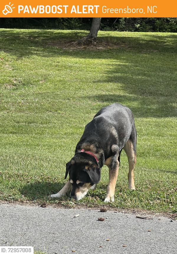 Found/Stray Male Dog last seen Arboretum , Greensboro, NC 27403