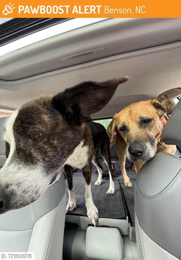 Found/Stray Male Dog last seen West Johnston High School (Raleigh Rd & 210), Benson, NC 27504