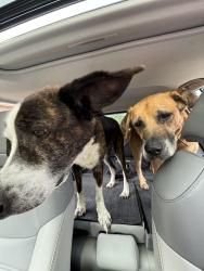 Found/Stray Male Dog last seen West Johnston High School (Raleigh Rd & 210), Benson, NC 27504