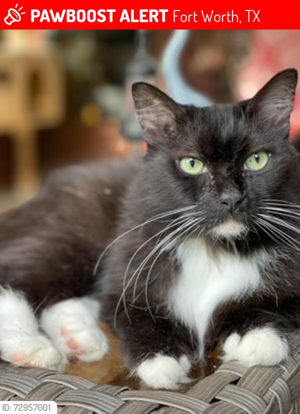 Lost Male Cat last seen Del Prado and Cartagena, Fort Worth, TX 76133