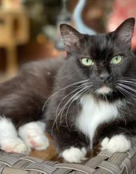Lost Male Cat last seen Del Prado and Cartagena, Fort Worth, TX 76133