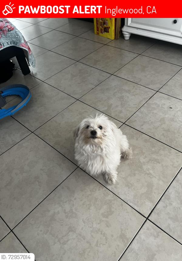 Lost Male Dog last seen Simms and lemoli, Inglewood, CA 90303