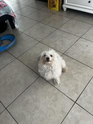 Lost Male Dog last seen Simms and lemoli, Inglewood, CA 90303