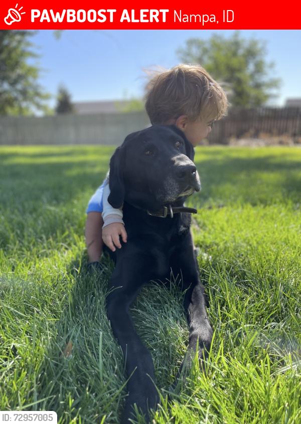 Lost Male Dog last seen Locust and Southside , Nampa, ID 83686