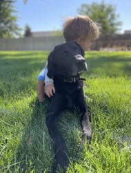 Lost Male Dog last seen Locust and Southside , Nampa, ID 83686