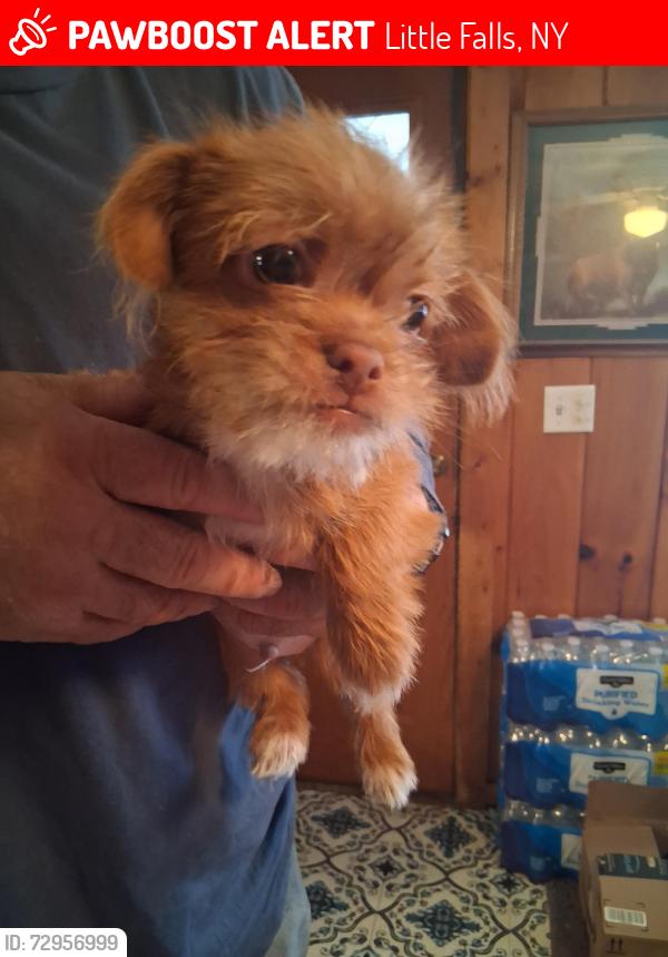 Lost Male Dog last seen Route 29 and ives road, Little Falls, NY 13365