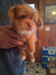 Lost Male Dog last seen Route 29 and ives road, Little Falls, NY 13365