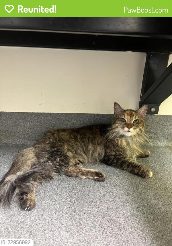 Reunited Female Cat last seen Near Hayes St, Nashville, TN 37203, USA, Nashville, TN 37203