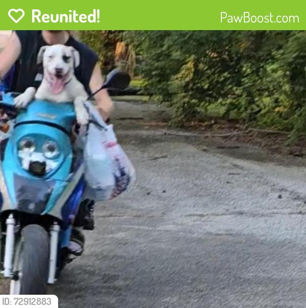 Reunited Male Dog last seen Near West Raymond Street and Kentucky Ave , Indianapolis, IN 46221