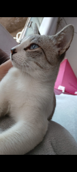Lost Male Cat last seen Rua Antônio Marcolino polaz, Porto Feliz, SP 18547-140