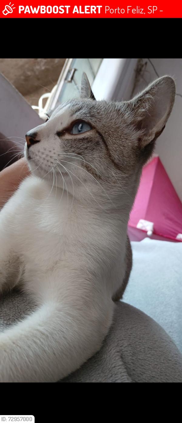 Lost Male Cat last seen Rua Antônio Marcolino polaz, Porto Feliz, SP 18547-140