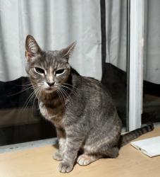 Lost Female Cat last seen Alexandria and Milano, Temecula, CA 92591
