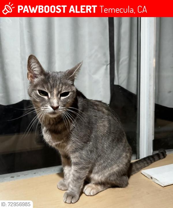 Lost Female Cat last seen Alexandria and Milano, Temecula, CA 92591