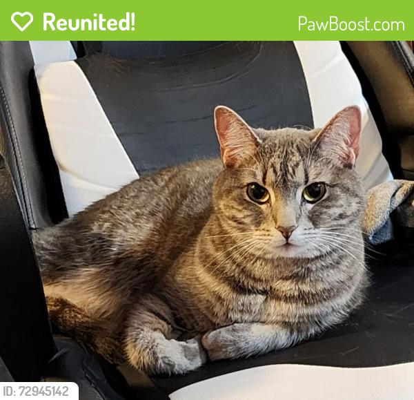 Reunited Female Cat last seen Front Nine Dr, Windermere Pkwy, Trammel Rd, Forsyth County, GA 30041