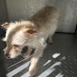 Shelter Stray Female Dog last seen , Greensboro, NC 27409