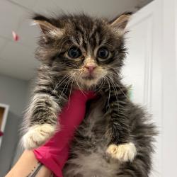 Shelter Stray Male Cat last seen , Greenville, SC 29609