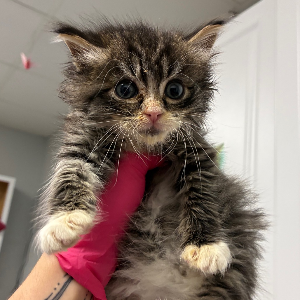 Shelter Stray Male Cat last seen , Greenville, SC 29609