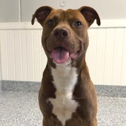 Shelter Stray Male Dog last seen , Greenville, SC 29609