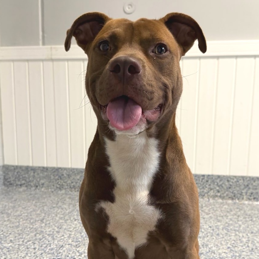 Shelter Stray Male Dog last seen , Greenville, SC 29609